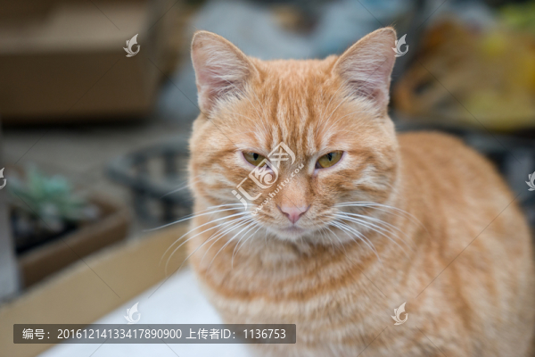 貓