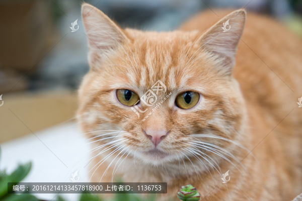 貓咪