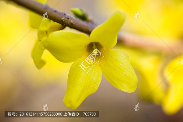 連翹花