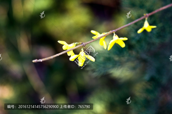 漂亮的連翹花