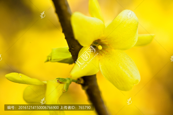 連翹花