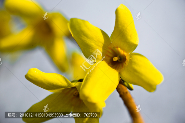 連翹花特寫(xiě)