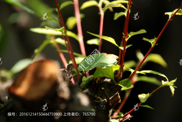 光線下的綠意