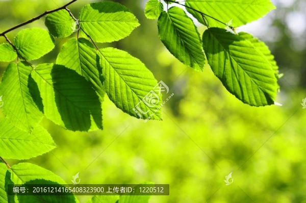 美麗的大自然