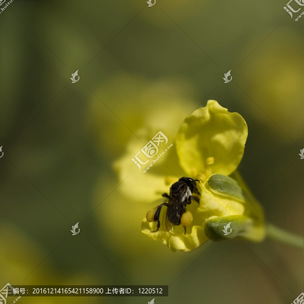春天很小的澳大利亞本地?zé)o刺蜂采集油菜花花粉