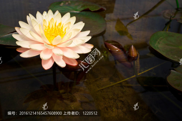 粉色的睡蓮