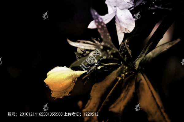 花落黑