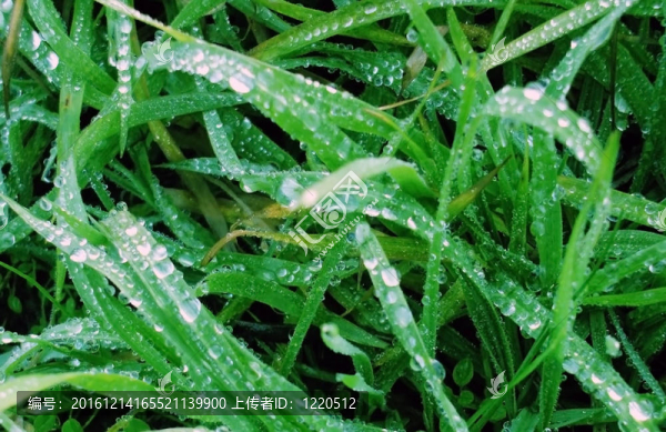草上的露珠
