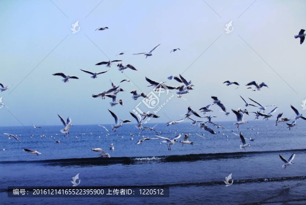 岸邊的一群海鷗