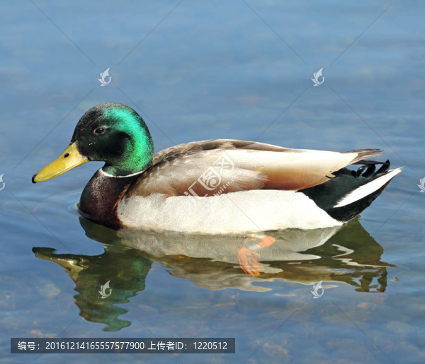 湖面上野鴨