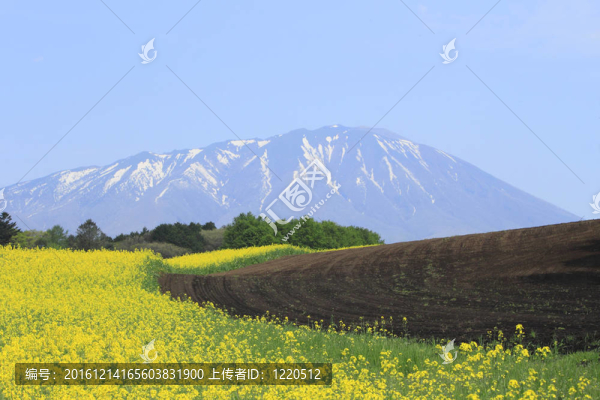 油菜；油菜作物和巖手山