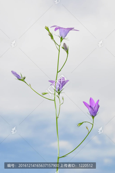 Bellflower（Campanula,patula）的傳播