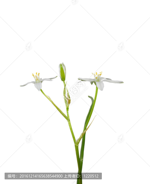 伯利恒之星（Ornithogalum,umbellatum）