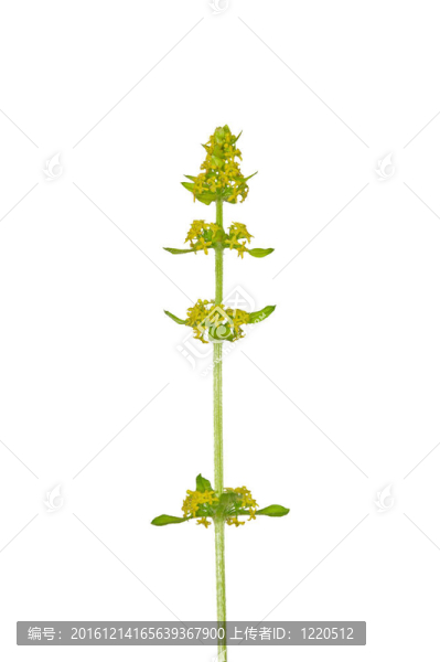 Crosswort（十字laevipes）