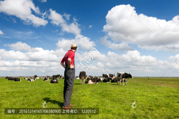 典型的荷蘭景觀(guān)與農(nóng)民和奶牛