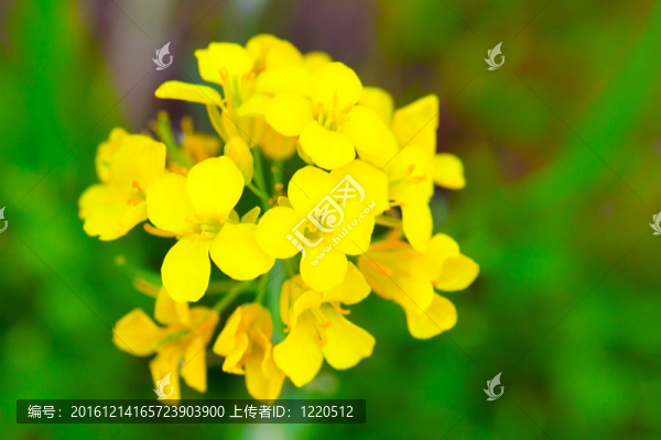 Colza（Brassica,rapa）。油菜花田