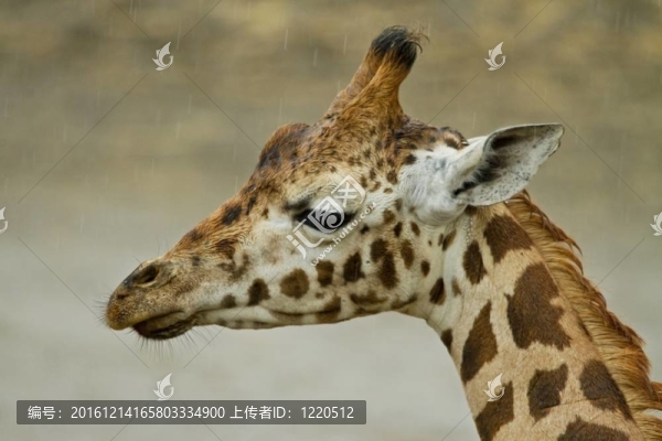 雨中長頸鹿