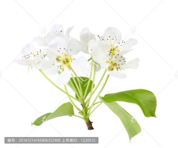 蘋果樹的枝，葉和白花
