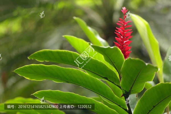 姜花