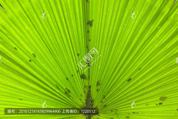 棕櫚樹的葉子