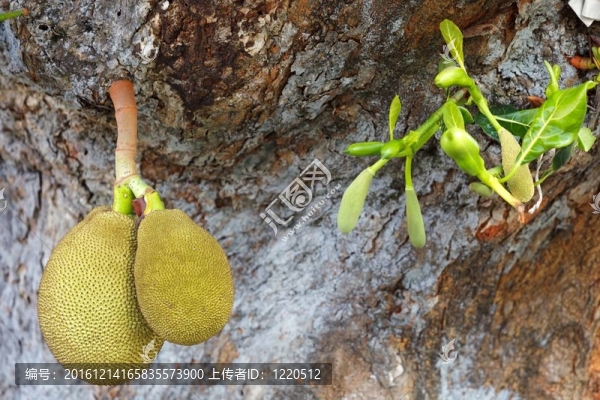 菠蘿蜜掛
