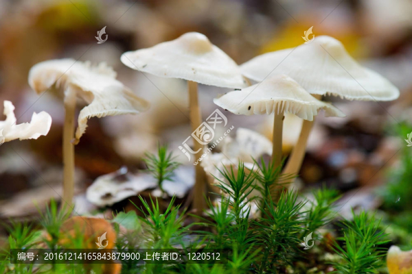 金針荸薺