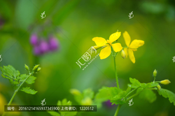 黃色的委陵菜