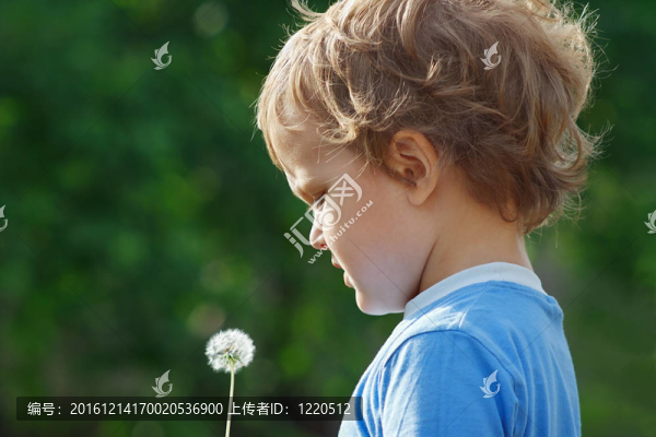 可愛的小男孩抱著蒲公英在戶外