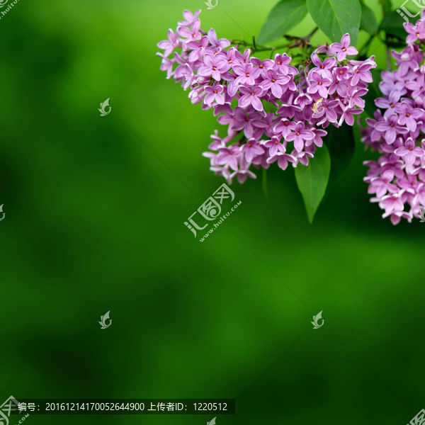 綠色背景上的粉紅色花朵