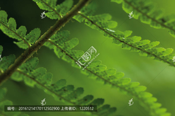葉子的蕨類植物