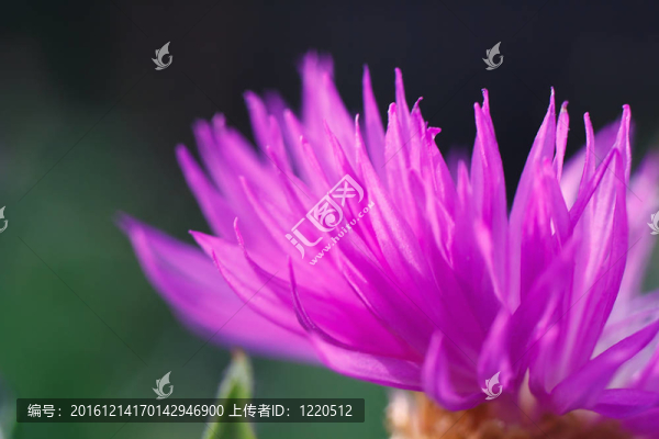 簡(jiǎn)單的夏天盛開的紫色花特寫