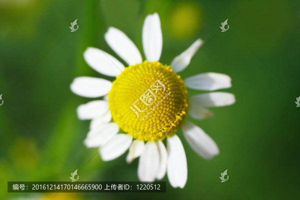 簡單的夏天雛菊盛開