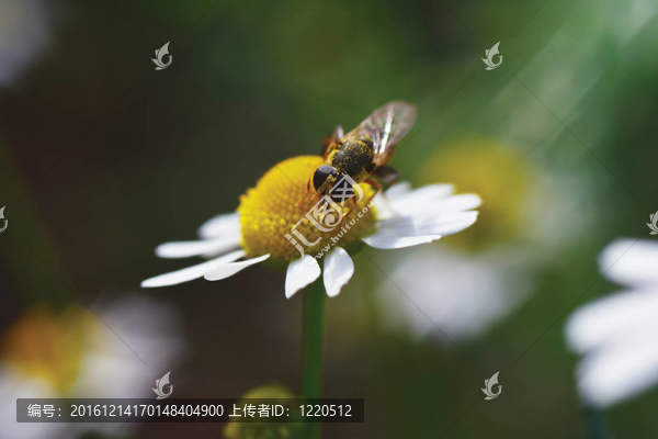 蜜蜂在雛菊上采集花粉
