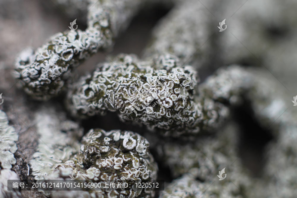 海珊瑚-匯圖網(wǎng) www.fosd68.com 海珊瑚