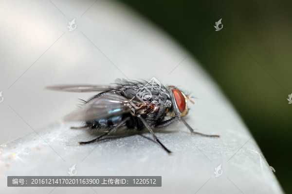 大蒼蠅