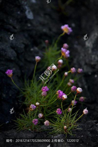 節(jié)儉的花