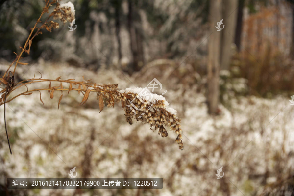 第一場雪