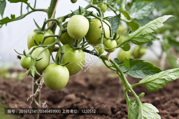 綠番茄