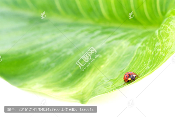 闊琪涅勒