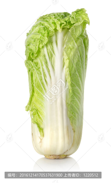 大白菜