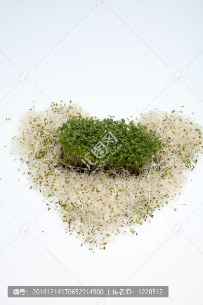 新鮮的苜蓿芽，在白色背景的水芹