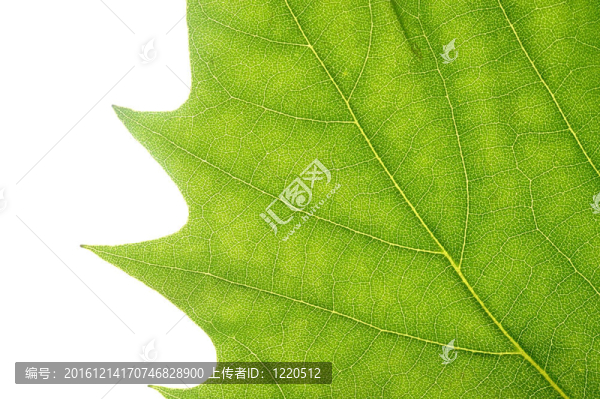 葉的細(xì)節(jié)