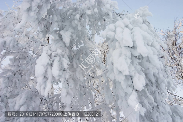 雪覆蓋樹的枝條特寫