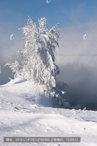 大雪和冰凍的孤獨(dú)的樹的成本在一個(gè)霧背景的雪堆里，藍(lán)色的天空