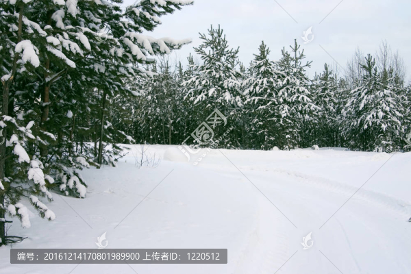 從多云的天空中覆蓋的白雪覆蓋的常青樹的木材