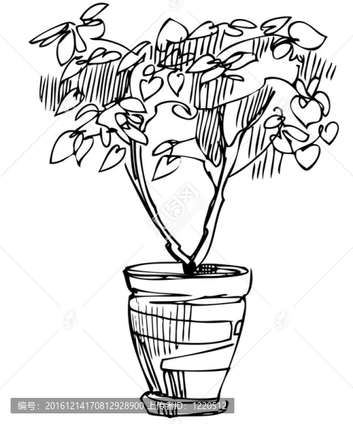 素描室內(nèi)盆栽花卉