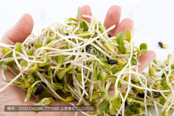 白色背景新鮮苜蓿芽