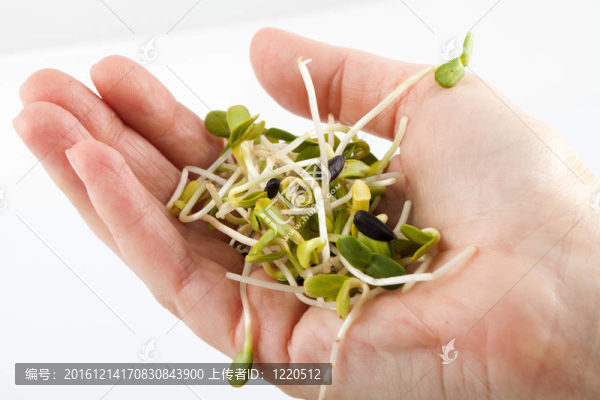白色背景新鮮苜蓿芽