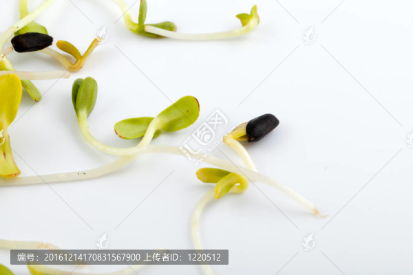 白色背景新鮮苜蓿芽