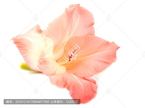 唐菖蒲